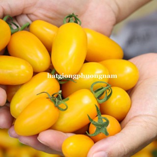 Hạt giống cà chua cherry vàng