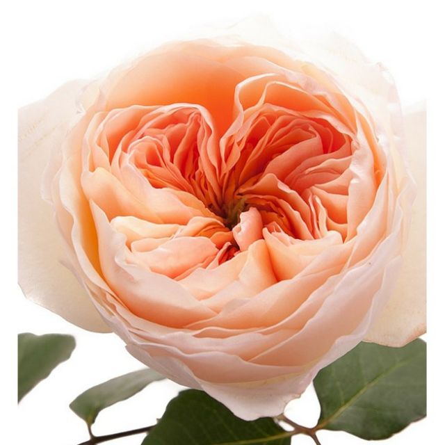 Gói 20 Hạt Hoa hồng ngoại Juliet tuyệt đẹp_tặng kích rễ ĐẾN MÙA TRỒNG TẾT