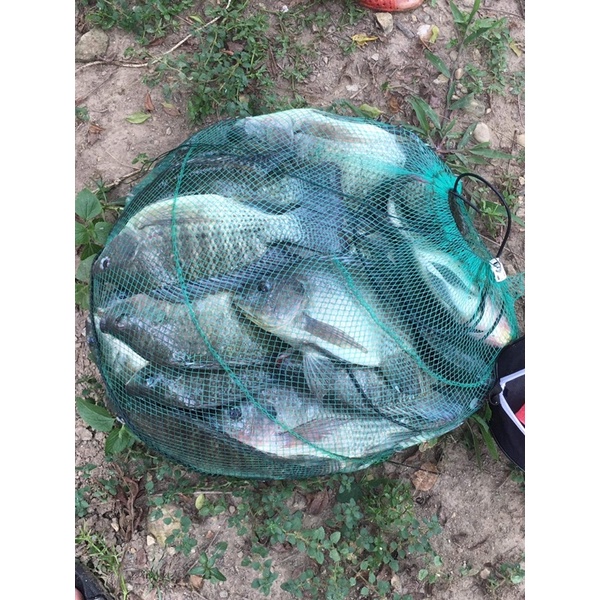 Mồi Câu cá Rô phi diêu hồng -trê