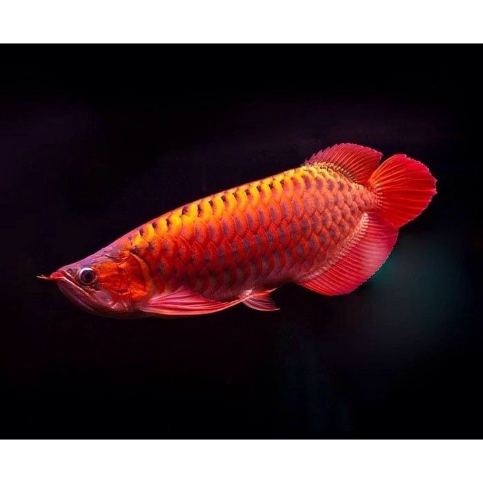 ĐÈN LED CÁ RỒNG MAYIN SUPER COLOUR ĐỎ CÁ KHÔNG ĐỎ NƯỚC