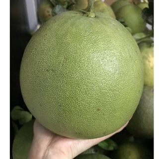 Giao hcm bưởi da xanh trái khoảng 1.5->2kg