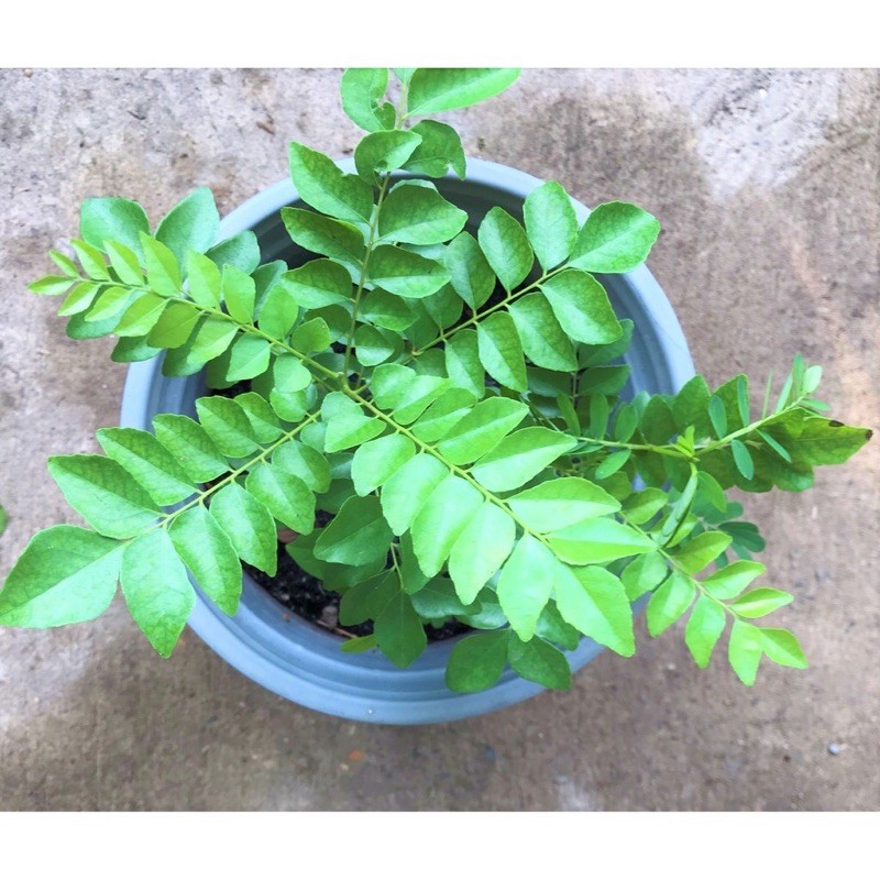 Lá Cà Ri Tươi  dùng nấu cà ri bò kho bò- gà