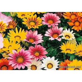 [GIÁ GỐC] Hạt Giống Hoa Cúc Huân Chương - 50 hạt