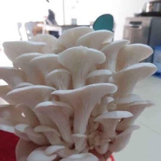 Phôi nấm sò trắng
