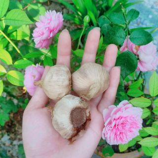 TỎI ĐEN HVQY