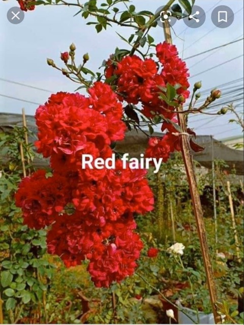 Hoa hồng leo ngoại 120k/10 cây đủ màu