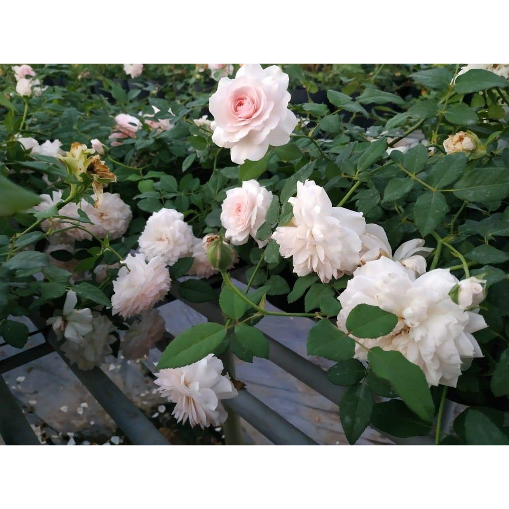 Hoa Hồng Bụi Ngoại Misaki