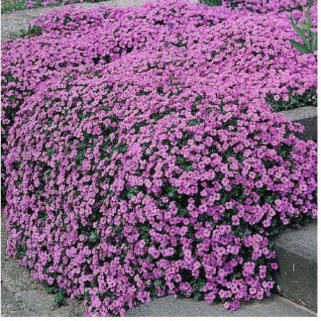 50h Hạt Giống Hoa Leo Đá Lâu Năm Chịu Hạn Aubrieta