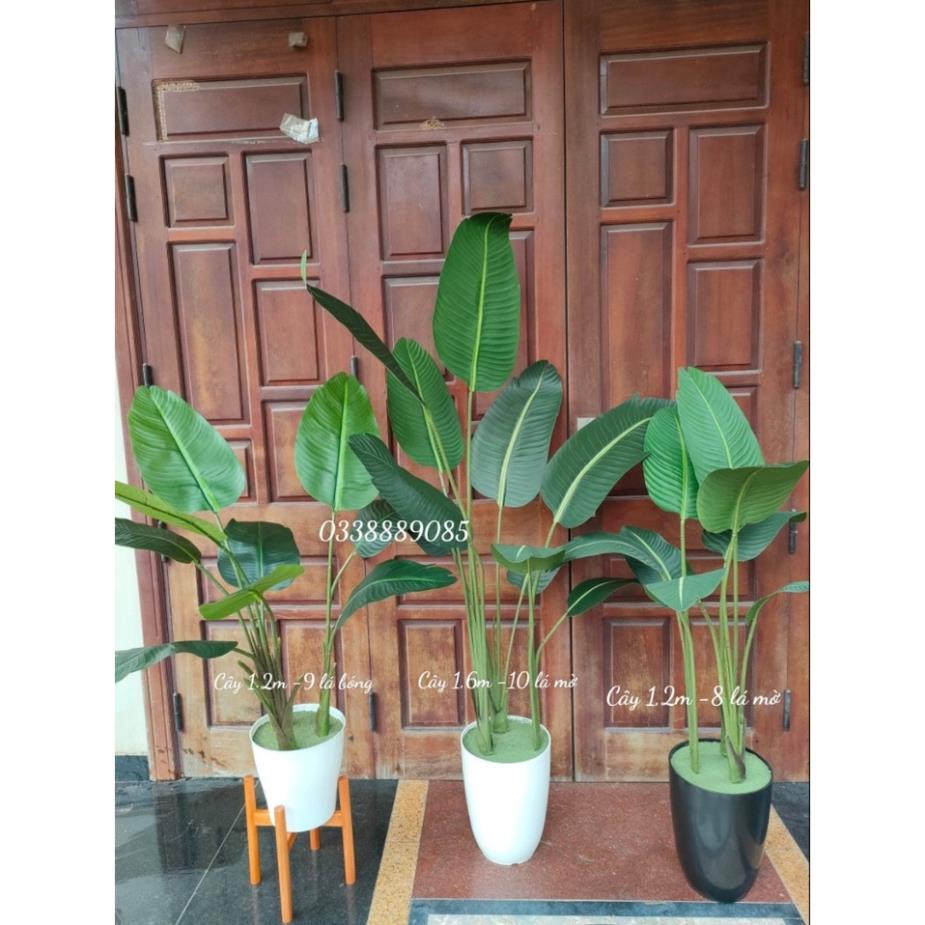 Cây chuối giả- cây chuối cảnh nhiều size hàng lá nhám (mờ) hàng xịn - ảnh, video thật