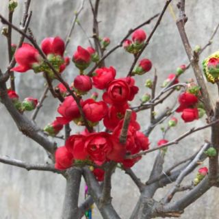 Combo 1 cát tường và 1 mai đỏ