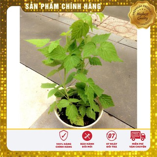 Hạt giống mâm xôi vàng
