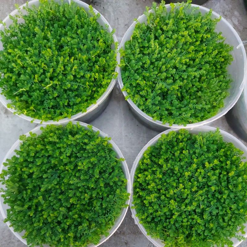 Cây quyển bá