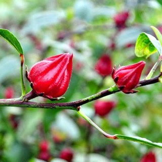 Gói Mứt Hoa Hồng 300gr