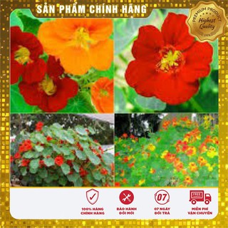 Hạt Giống Hoa Sen Cạn 15 Hạt