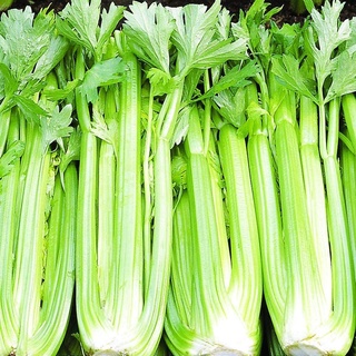Hạt giống rau Cần Tây Bẹ To Giant Celery dễ trồng, hợp làm nước ép, ăn ngon, giàu dinh dưỡng - 5g