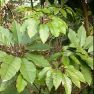 100g lá lằng khô