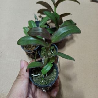 Lan phi điệp Esaso giống