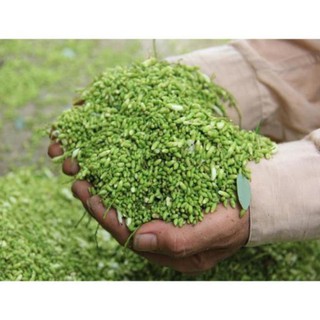 Cây Giống Hòe Nếp Cao Sản