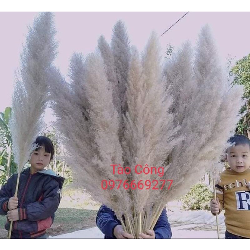Lau xù phơi khô tự nhiên zie 105-120cm