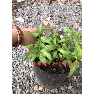 Chậu cây rau răm/cây thuỷ liễu