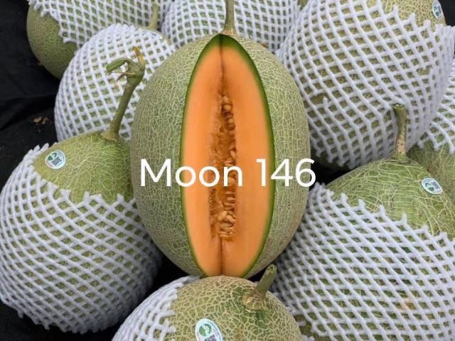 Gói 10 HẠT GIỐNG DƯA LƯỚI NHẬT MOON 146 chịu nhiệt