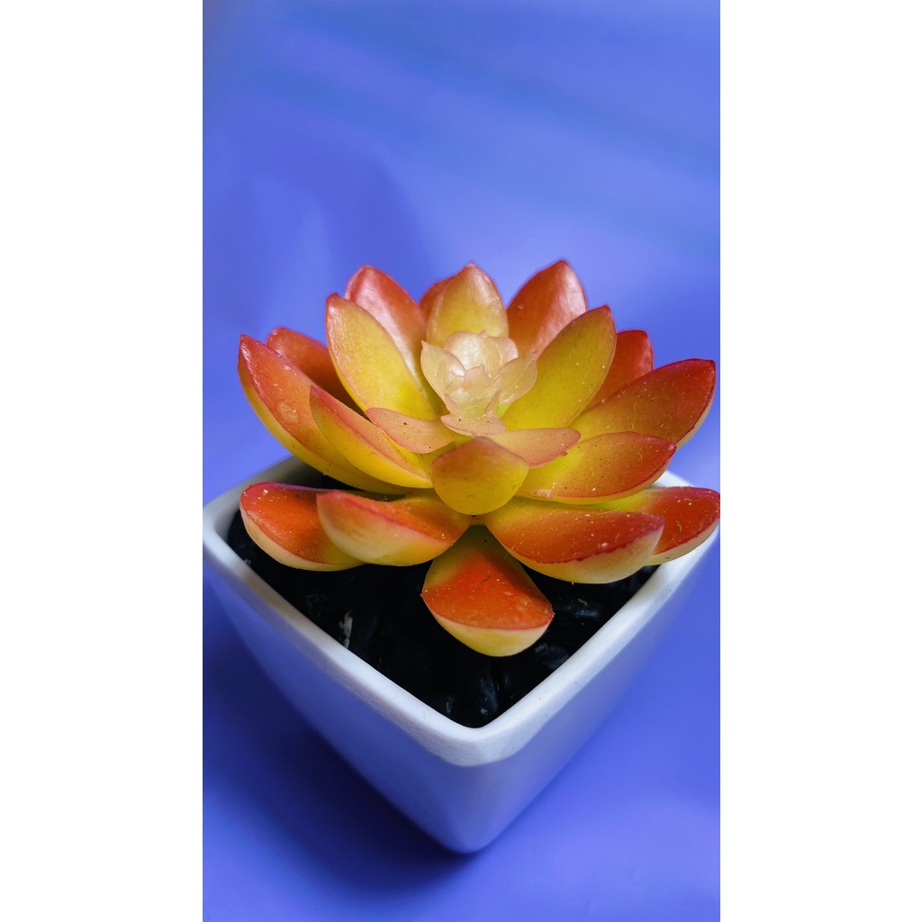 Chậu sen đá mini để bàn trang trí, decor, chậu nhựa trắng, cây giả nhân tạo giống thật