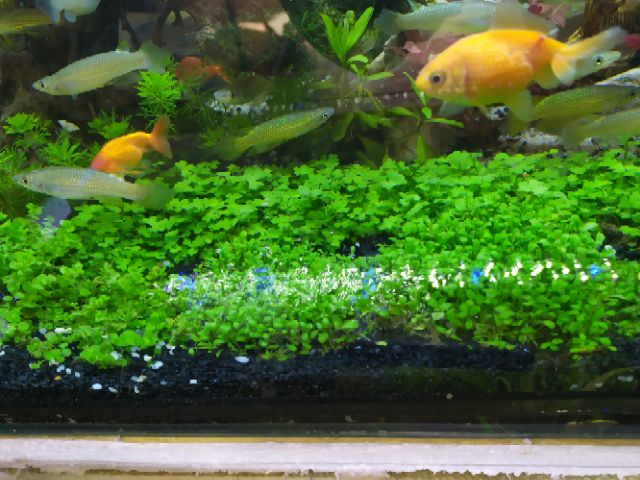 Cát Platium, cát đen bể cá. Cát đen (hàng nhập) - 1kg