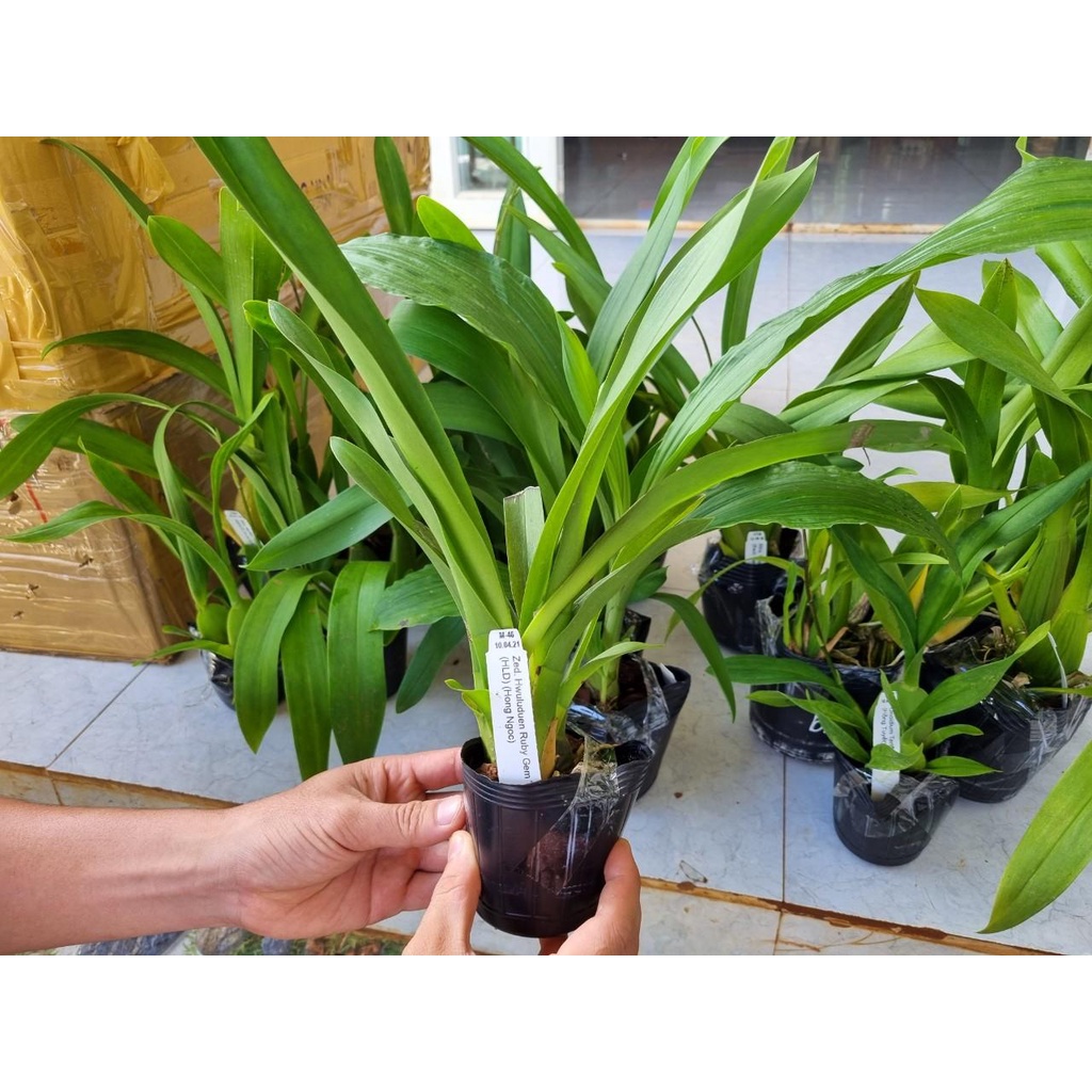 phong lan vũ nữ tuyết ngọc hàng đài loan trưởng thành sắp ra hoa