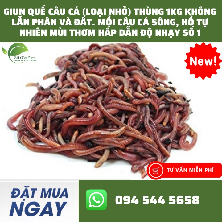 Giun Quế Câu Cá (Loại Nhỏ) Thùng 1KG Không Lẫn Phân Và Đất. Mồi Câu Cá Sông, Hồ Tự Nhiên Mùi Thơm Hấp Dẫn Độ Nhạy Số 1