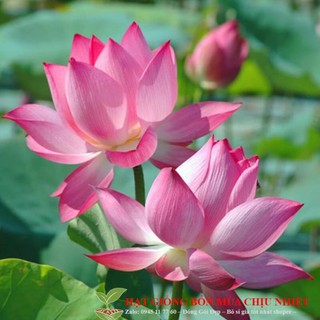 GÓI 5 HẠT GIỐNG SEN TA( SEN HỒNG VN)