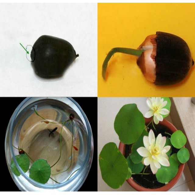 HẠT SEN MINI SIÊU RẺ GIÁ RẺ SẬP SÀN CHỈ 2K/HẠT