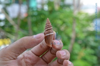 VỎ ỐC ỚT CÁC LOẠI(GIÁ1 CON)