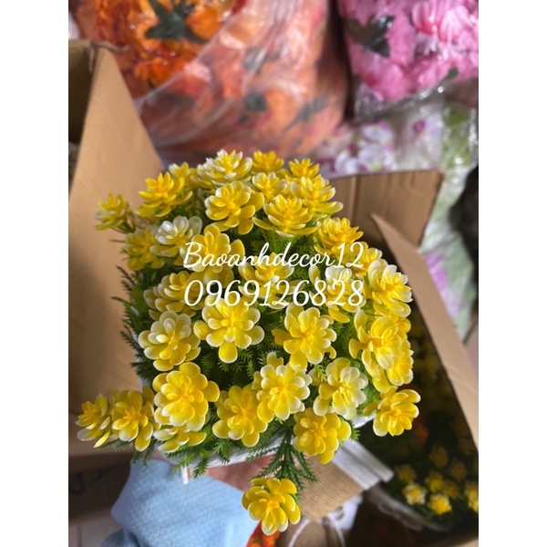 Chậu hoa nhí để Bàn siêu xinh