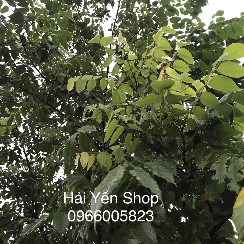 Lá Khế Tươi_Khô 1kg vườn nhà