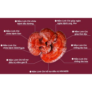 Nấm linh chi đỏ dạng khay Hàn Quốc