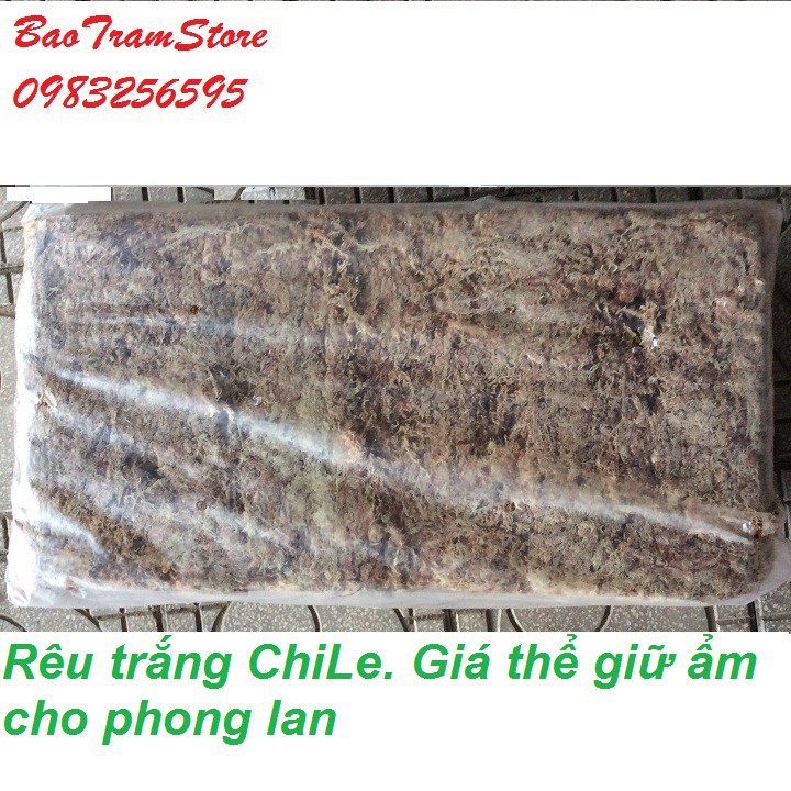 [SIEURE] Rêu trắng ChiLe - Giá thể giữ ẩm tuyệt vời cho phong lan, gói 100g hàng đẹp, phân phối chuyên nghiệp.