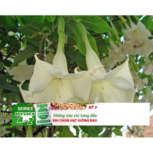 Gói 30 Hạt Giống Hoa Chuông - hoa loa kèn Đà Lạt Mix đủ màu ĐẾN MÙA TRỒNG TẾT