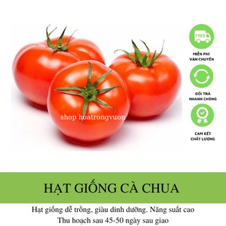 Hạt giống cà chua lai f1 cao sản