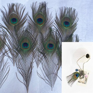 Set 5 lông công làm đồ handmade