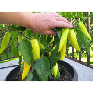 BỘ HẠT GIỐNG ỚT SỪNG TRÂU ( SỪNG VÀNG)