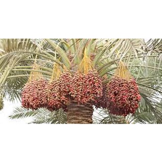 Chà Là sấy không đường 500Gr