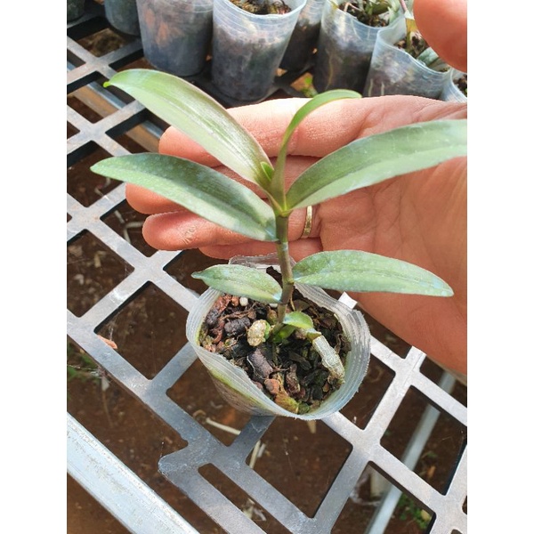 phi điệp hồng yên thủy