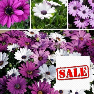 Gói 30 hạt giống cúc châu phi nhiều màu SALE