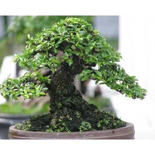 CHẬU CÂY MAI CHIẾU THỦY  VƯỢNG PHONG THỦY