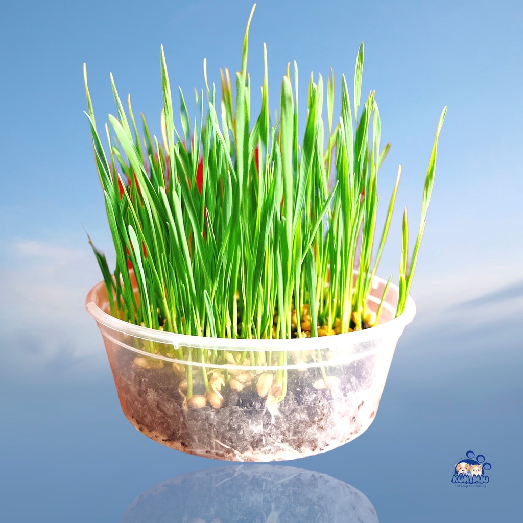 Cỏ Mèo Tươi Trồng Sẵn - Bổ sung chất xơ, vitamin, chống búi lông, hỗ trợ tiêu hóa - Kún Miu Pet Shop