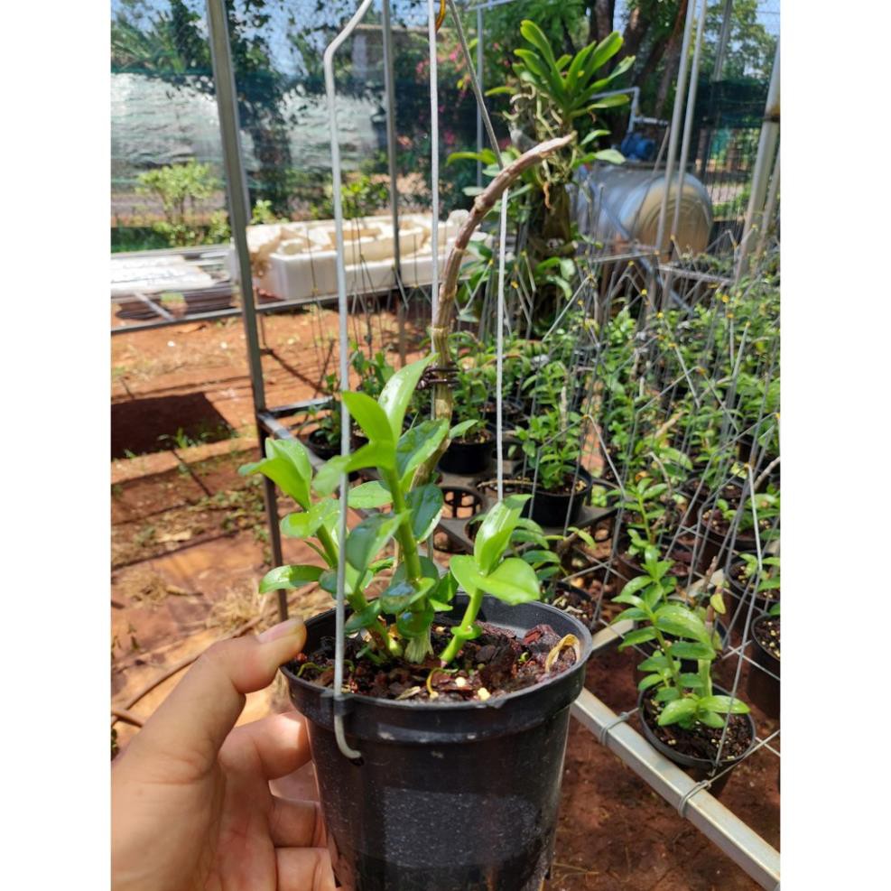 kie Phi điệp MŨI TRẮNG EASO cây thân xanh gieo hạt khỏe mạnh dài 10-25cm - VƯỜN LAN KIÊN ANH MTESTX sổ xố