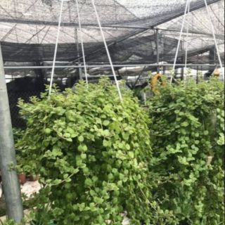 Cây vẩy rồng 6 cây