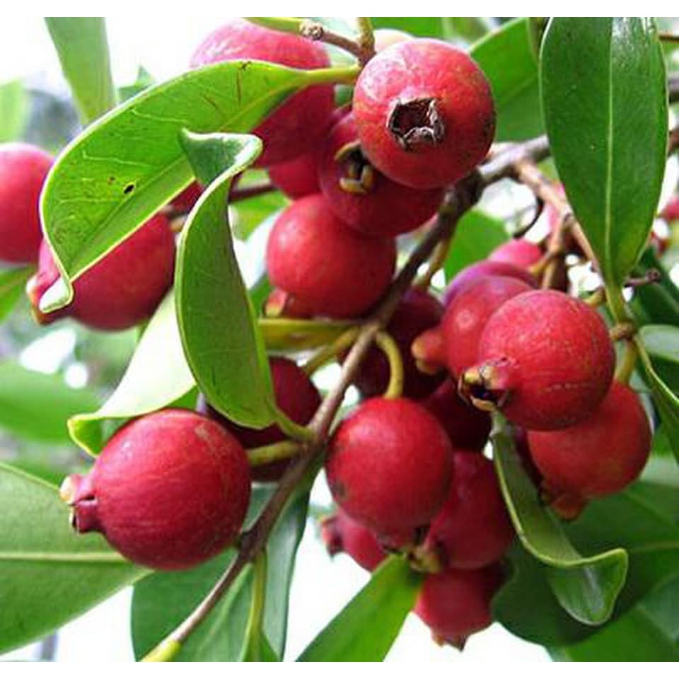 cây ổi sim nhật