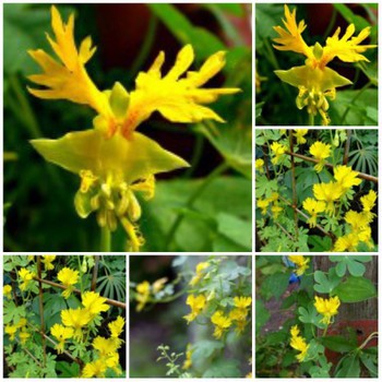 Hạt Giống Hoa cánh phượng vàng 4 Hạt/ Gói goden seed