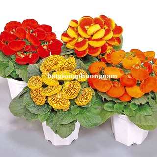 Hạt giống hoa huyền sâm